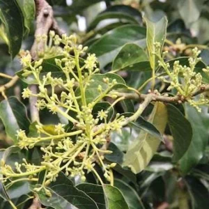 Sir Prize Avocado Tree Live Plant - Grafted 3 Gallon Pot - Outdoor Fruit Tree - Image 4