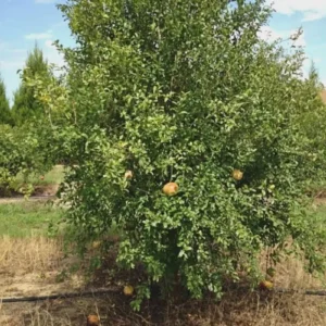 Sirenevyi Pomegranate Live Plant - Punica Granatum 'Sirenevyi' - Cold Hardy - Image 2