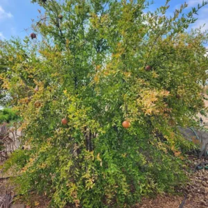 Sirenevyi Pomegranate Starter Live Plant - Cold Hardy Punica Granatum - Image 4