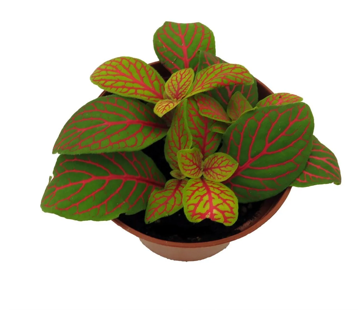 Skeleton Fittonia Nerve Plant Live Plant - Easy Houseplant - 2.5 inch Pot - Image 2
