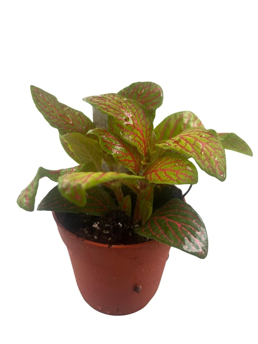 Skeleton Fittonia Nerve Plant Live Plant - Easy Houseplant - 2.5 inch Pot - Image 3
