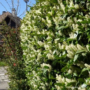 Skip Laurel Shrub Live Plant, 2.5'' Pot, 6-12 inch Height, Outdoor Evergreen Hedge - Image 1