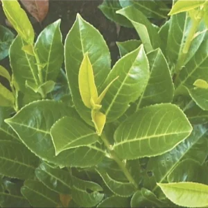 Skip Laurel Shrub Live Plant, 2.5'' Pot, 6-12 inch Height, Outdoor Evergreen Hedge - Image 4