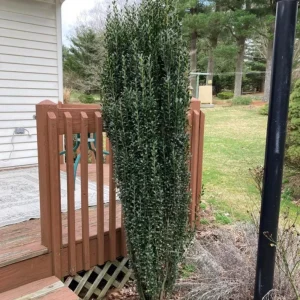 Sky Pencil Holly Live Plant – 6-12