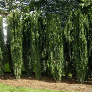 Sky Pencil Holly Live Plant – 6-12