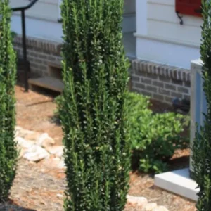 Sky Pencil Holly Live Plant – Evergreen Shrub, 6-12 inch, Quart Pot, Outdoor - Image 3