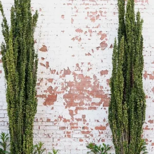 Sky Pencil Holly Live Plant – Evergreen Shrub, 6-12 inch, Quart Pot, Outdoor - Image 7