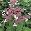 Smooth Hydrangea Live Plant - Pink Blooms - 4 inch Pot - Outdoor Shrub - Image 1