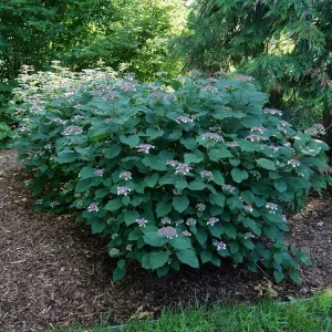 Smooth Hydrangea Live Plant - Pink Blooms - 4 inch Pot - Outdoor Shrub - Image 2