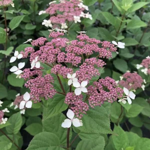 Smooth Hydrangea Live Plant - Pink Blooms - 4 inch Pot - Outdoor Shrub - Image 1