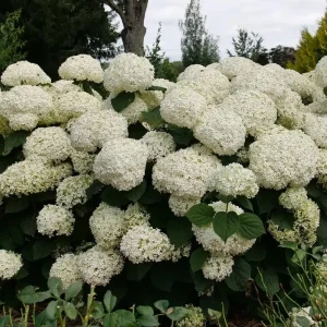 Smooth Hydrangea Perennial Live Plant - Storm Proof Incrediball - 4 inch Pot - Image 1