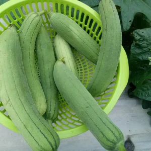Smooth Luffa Gourd Seeds F1 Non-GMO Organic - Heat Tolerant Vegetable & Sponge - Image 2