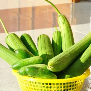 Smooth Luffa Gourd Seeds F1 Non-GMO Organic - Heat Tolerant Vegetable & Sponge - Image 3