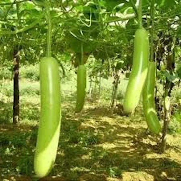 Snake Gourd & Bottle Gourd Seeds - 10-20 Organic Lagenaria siceraria Vegetable Seeds - Image 1