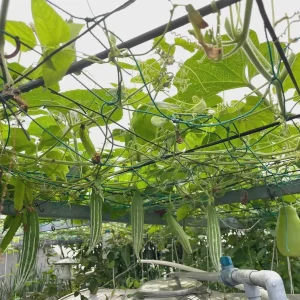 Snake Gourd Seeds - Heirloom Japanese Luffa for Edible Loofah - Non-GMO Vegetable Seeds - Image 2