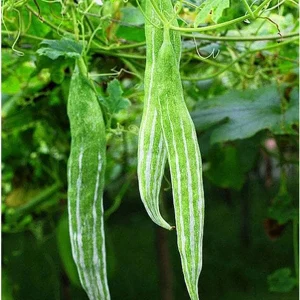 Snake Gourd Seeds - Heirloom Japanese Luffa for Edible Loofah - Non-GMO Vegetable Seeds - Image 3