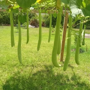 Snake Gourd Seeds - Organic Lagenaria siceraria (Bầu Dài) Vegetable Seeds - 10-20 Count - Image 1