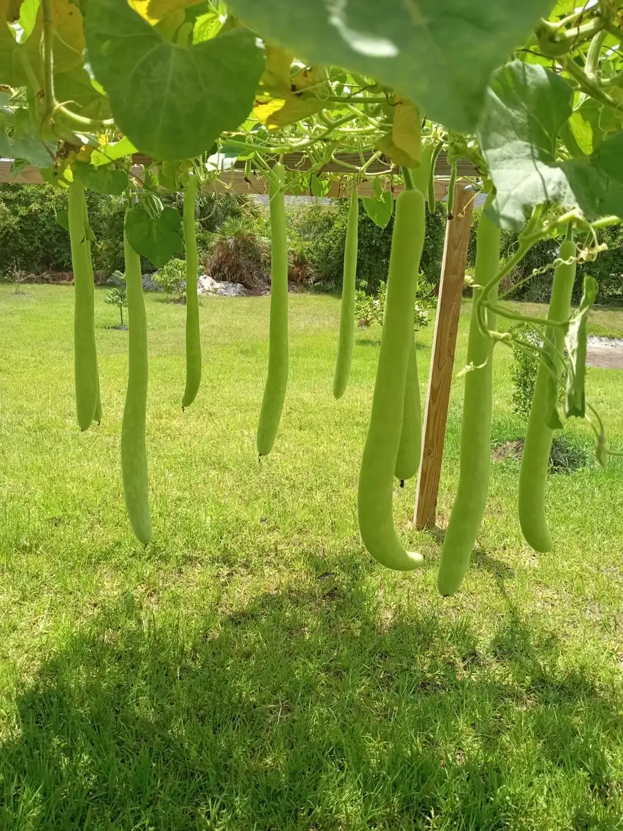 Snake Gourd Seeds - Organic Lagenaria siceraria (Bầu Dài) Vegetable Seeds - 10-20 Count - Image 1