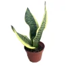 Snake Plant Futura Live Houseplant – Sansevieria – 4 inch Pot – Indoor - Image 1
