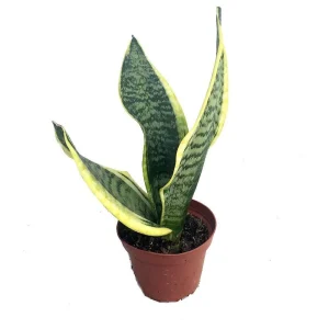 Snake Plant Futura Live Houseplant – Sansevieria – 4 inch Pot – Indoor - Image 1