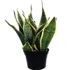 Snake Plant Futura Live Plant – Mother-in-Law's Tongue – 6 inch Pot – Indoor - Image 1