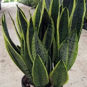 Snake Plant Futura Live Plant – Mother-in-Law's Tongue – 6 inch Pot – Indoor - Image 2