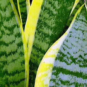 Snake Plant Futura Live Plant – Mother-in-Law's Tongue – 6 inch Pot – Indoor - Image 3