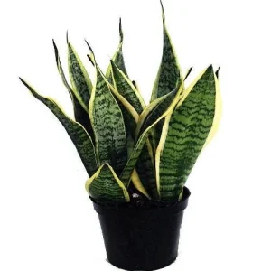Snake Plant Futura Live Plant – Mother-in-Law's Tongue – 6 inch Pot – Indoor - Image 1