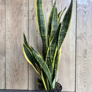 Snake Plant Laurentii Live Plant – 6 inch Pot – Indoor Air Purifier - Image 1