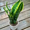 Snake Plant Live Houseplant – 4.5 inch Pot – Air Purifying – Low Light - Image 1