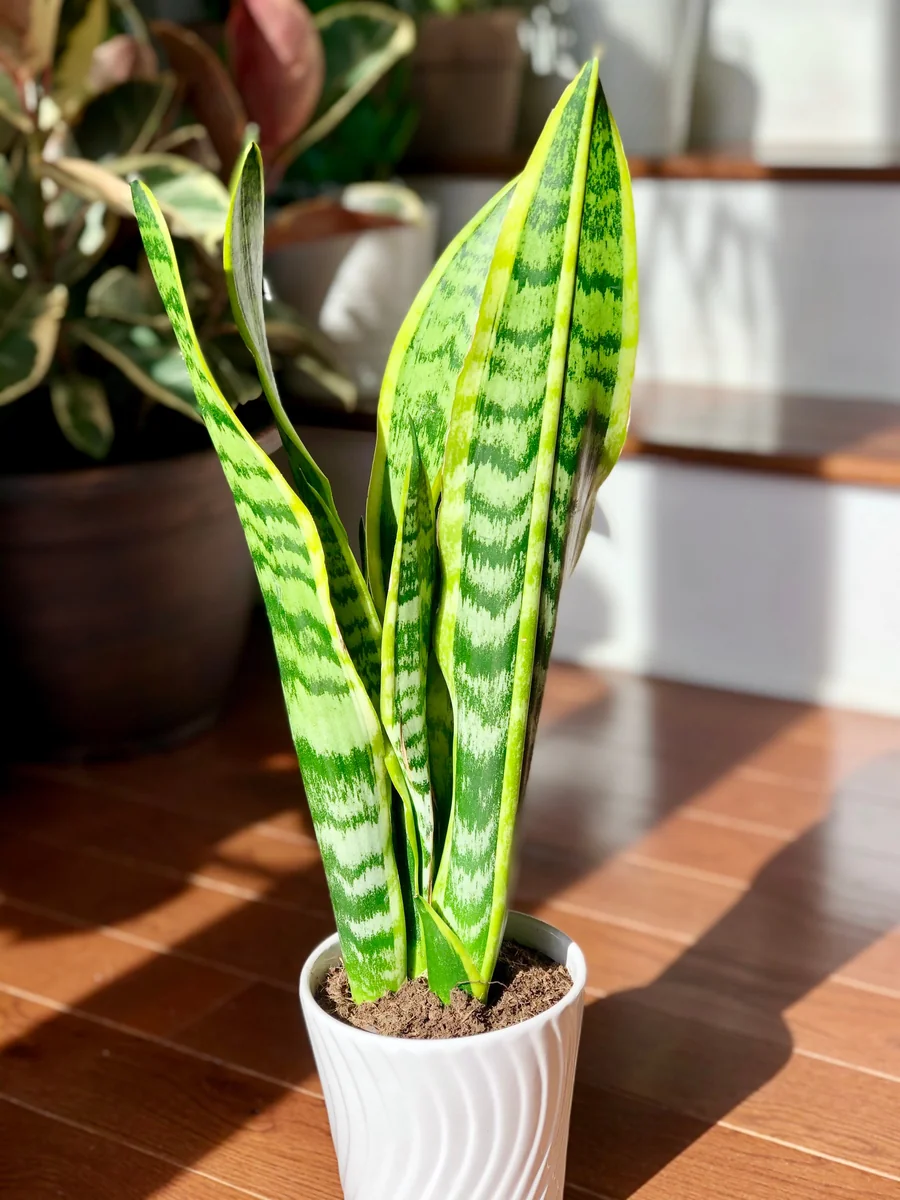 Snake Plant Live Houseplant – 4.5 inch Pot – Air Purifying – Low Light - Image 2