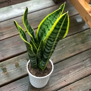 Snake Plant Live Houseplant – 4.5 inch Pot – Air Purifying – Low Light - Image 3
