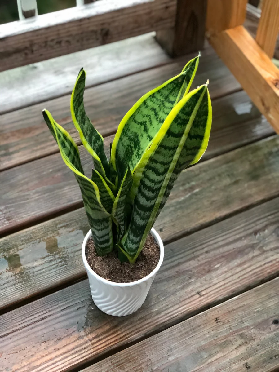 Snake Plant Live Houseplant – 4.5 inch Pot – Air Purifying – Low Light - Image 3