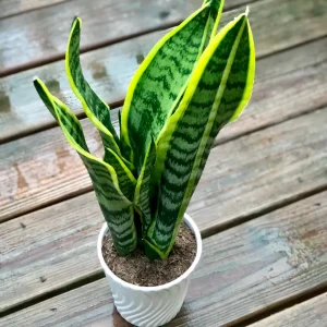 Snake Plant Live Houseplant – 4.5 inch Pot – Air Purifying – Low Light - Image 1