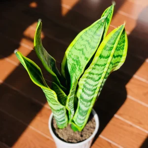 Snake Plant Live Houseplant – 4.5 inch Pot – Air Purifying – Low Light - Image 4