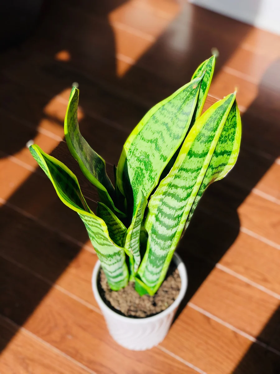Snake Plant Live Houseplant – 4.5 inch Pot – Air Purifying – Low Light - Image 4
