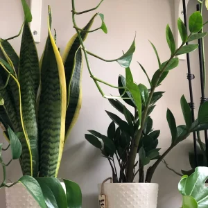 Snake Plant Live Houseplant – 4.5 inch Pot – Air Purifying – Low Light - Image 5