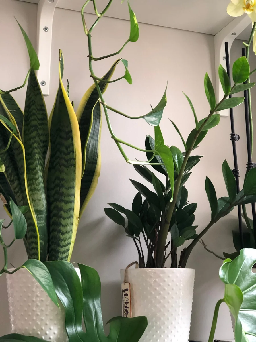 Snake Plant Live Houseplant – 4.5 inch Pot – Air Purifying – Low Light - Image 5