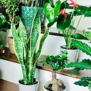 Snake Plant Live Houseplant – 4.5 inch Pot – Air Purifying – Low Light - Image 6