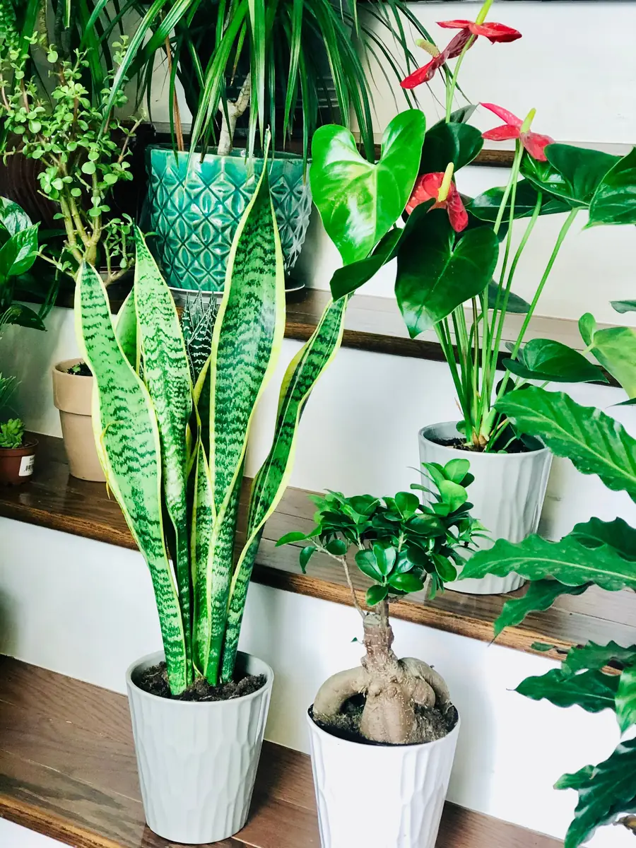 Snake Plant Live Houseplant – 4.5 inch Pot – Air Purifying – Low Light - Image 6