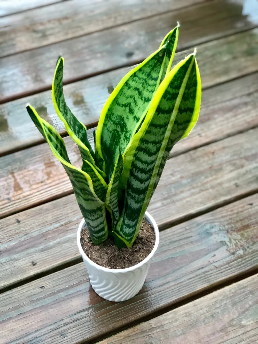 Snake Plant Live Houseplant – 4.5 inch Pot – Air Purifying – Low Light - Image 1