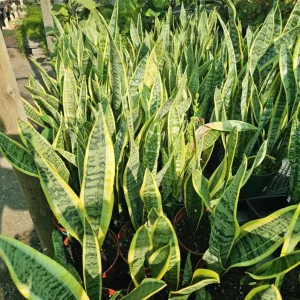 Snake Plant Live Houseplant - 6