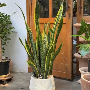 Snake Plant Live Houseplant - 6" Pot - Sansevieria trifasciata - Easy Care Indoor - Image 1