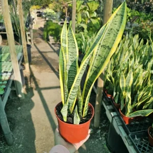 Snake Plant Live Houseplant - 6