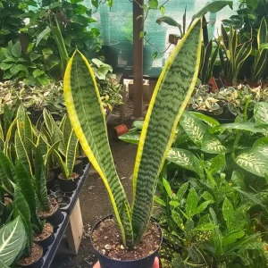 Snake Plant Live Houseplant - Sansevieria trifasciata - 4