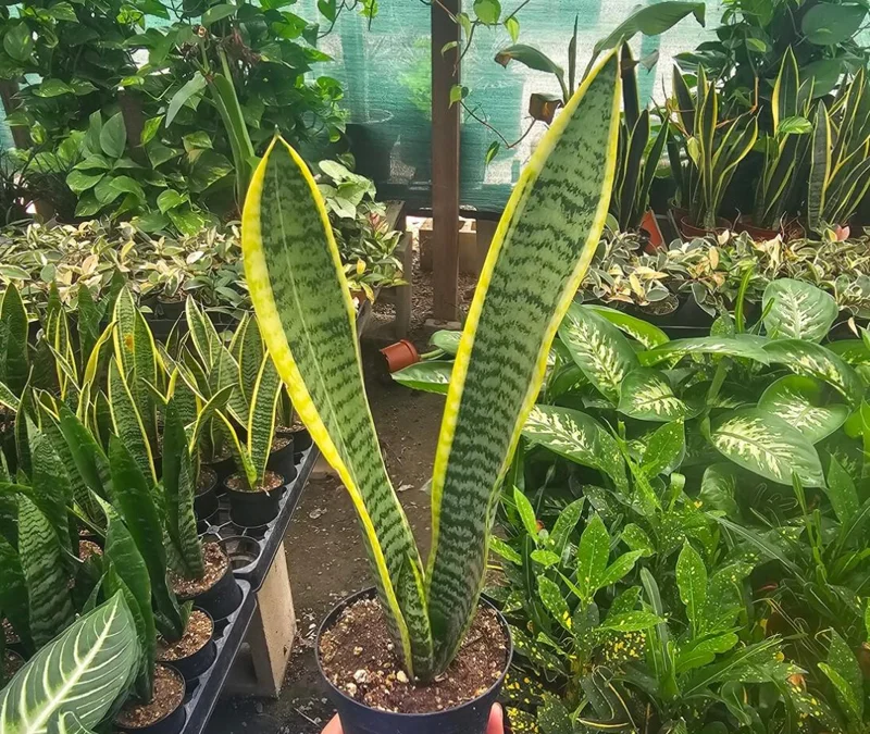 Snake Plant Live Houseplant - Sansevieria trifasciata - 4" Pot - Air Purifying Indoor - Image 2