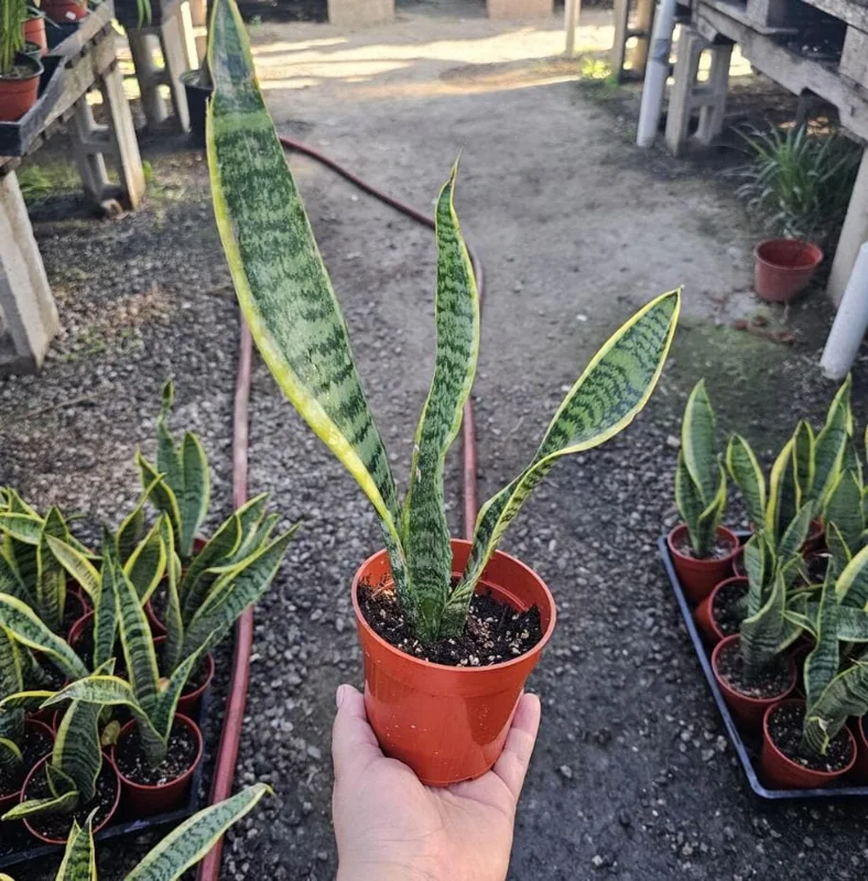 Snake Plant Live Houseplant - Sansevieria trifasciata - 4" Pot - Air Purifying Indoor - Image 3
