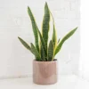 Snake Plant Live Houseplant - Sansevieria trifasciata - 4" Pot - Air Purifying Indoor - Image 1