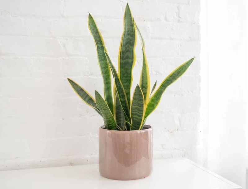 Snake Plant Live Houseplant - Sansevieria trifasciata - 4" Pot - Air Purifying Indoor - Image 1
