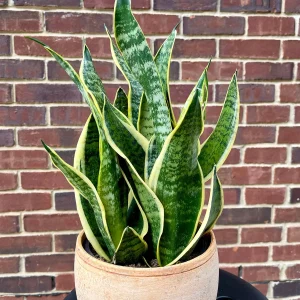Snake Plant Live Plant - Sansevieria Laurentii & Zeylanica, Air Purifier - Image 2